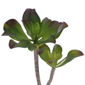 نبتة عصارية فردية