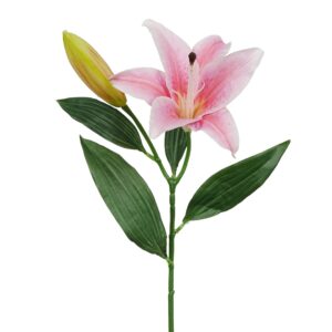 زهرة الزنبق