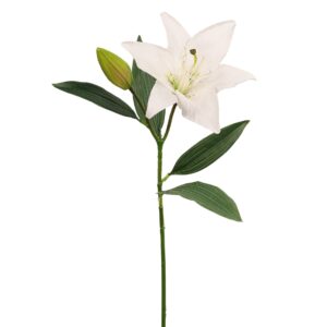 زهرة الزنبق