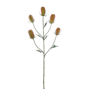 رذاذ ديبساكوس