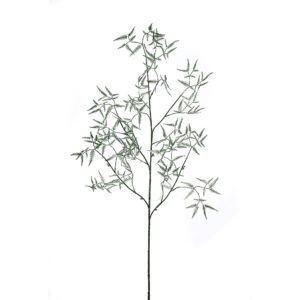 نبات السرخس