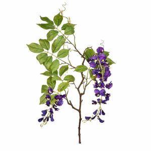 غصن الوستارية