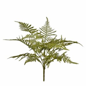 نبتة السرخس