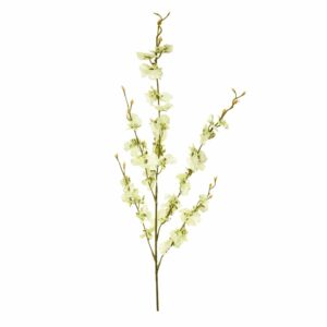 ساق الأوركيد الراقصة