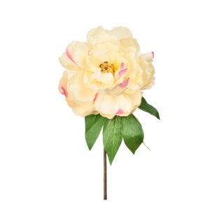 زهرة الفاوانيا