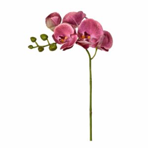 غصن الأوركيد