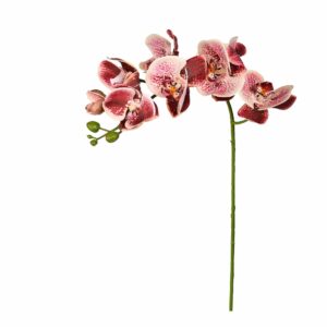 ساق زهرة الأوركيد