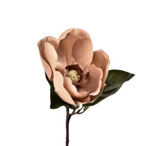 ماغنوليا (تهجئة بديلة: ماجنوليا)