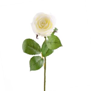 وردة نمساوية