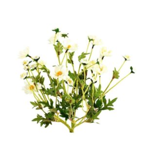 أزهار الكون