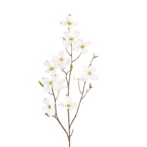 أزهار القرانيا — صيغة بسيطة ومباشرة (مناسبة للمتاجر)