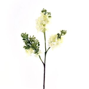 زهرة الليلك الهجينة