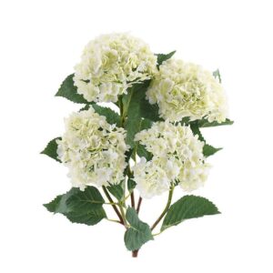 هدرانج (الأصلي)