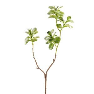 كلانشو — الإصدار الجديد