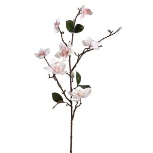 زهرة الماغنوليا