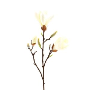 ماغنوليا — عبير الزهور