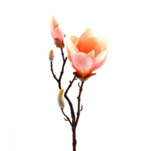 ماغنوليا الفاخرة