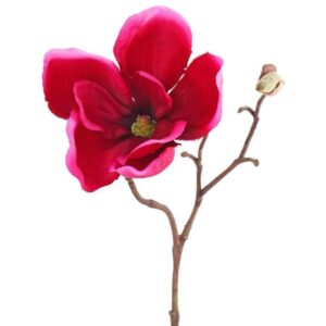 زهرة الماغنوليا