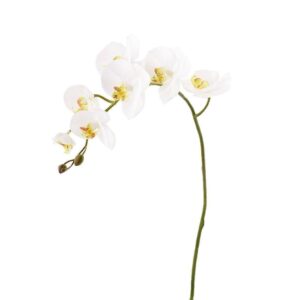 غصن أوركيد