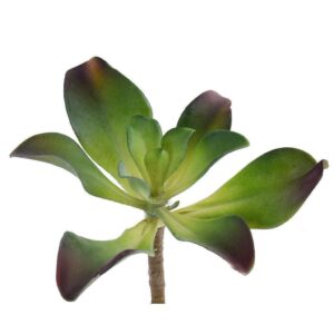 نبتة عصارية فردية