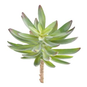 نبتة عصارية واحدة