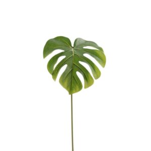 ورقة شجرة الحب الكبيرة