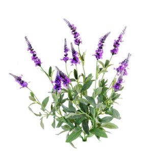 فيرونيكا الأصلية