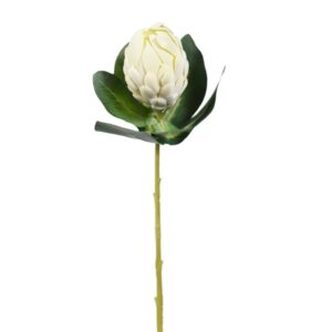 برعم بروطيا الطبيعي