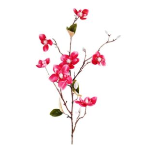 غصن ماغنوليا