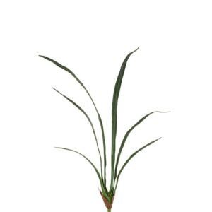 ورق الزورقان