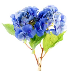 هدرانج (زهرة الهيدرانجيا)