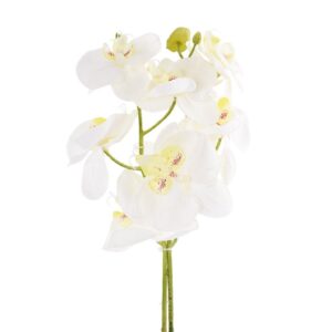 غصن أوركيد