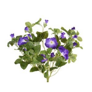 زهرة البيتونيا