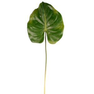 ورقة قنا (الأصلية)