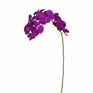 غصن أوركيد