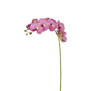 غصن أوركيد