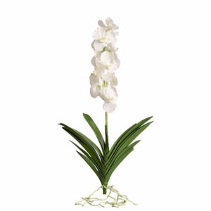 غصن زهور فاندا مورق