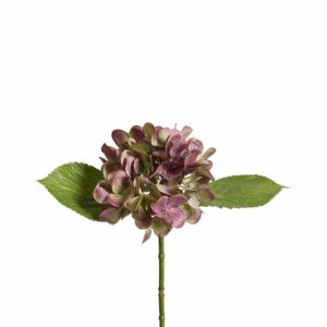 هدرانج (هيدرانجيا)