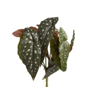 بيغونيا مرقطة