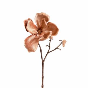 زهرة الماغنوليا