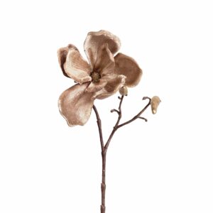 زهرة الماغنوليا