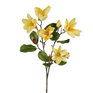 زهرة الماغنوليا