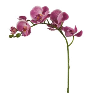 فالاينوبسيس — الإصدار الأصلي