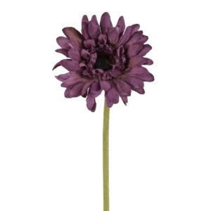 زهرة جيربيرا