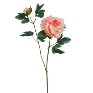 زهرة الفاوانيا