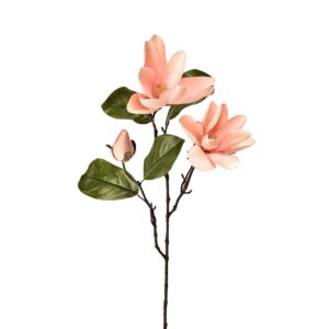 زهرة الماغنوليا