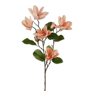 زهرة الماغنوليا