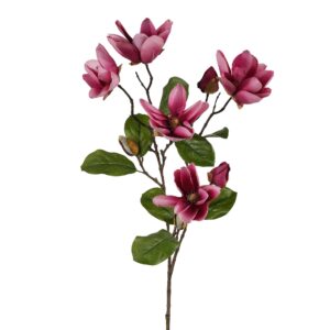 زهرة الماغنوليا