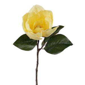 زهرة الماغنوليا