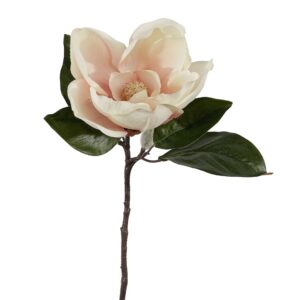 عبق الماغنوليا